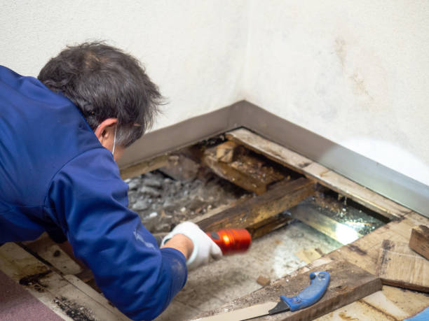 Best Mold Testing and Removal  in Los Molinos, CA