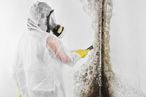 Best Home Mold Removal  in Los Molinos, CA