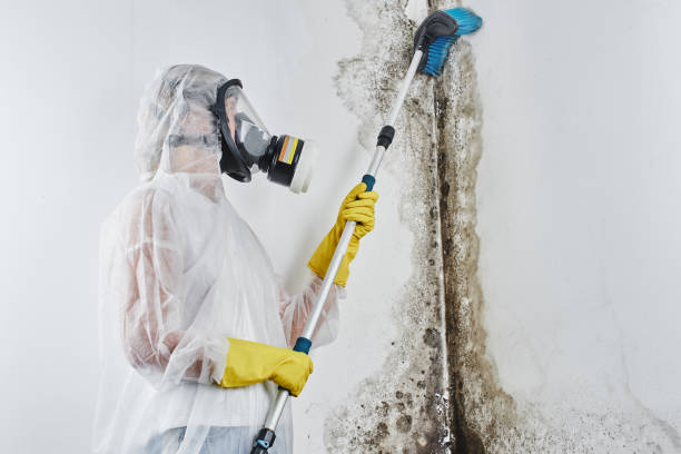 Best Office Mold Removal Services  in Los Molinos, CA