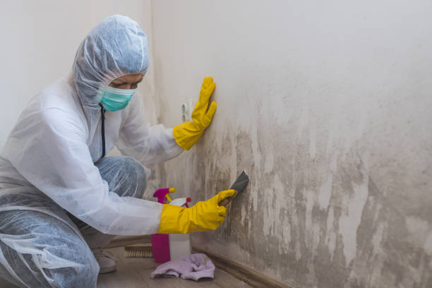 Best Mold Damage Repair  in Los Molinos, CA