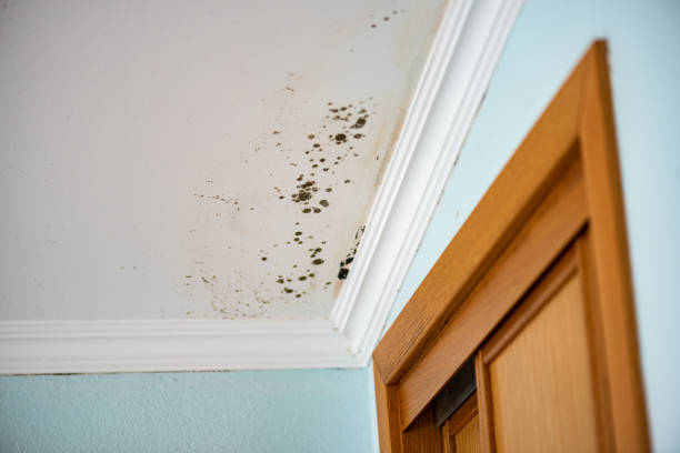 Mold Testing and Removal in Los Molinos, CA