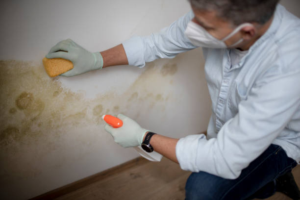 Best Affordable Mold Removal  in Los Molinos, CA