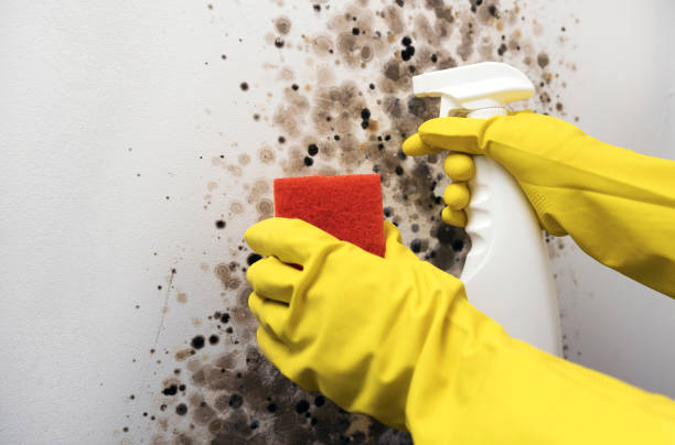 Best Mold Testing  in Los Molinos, CA