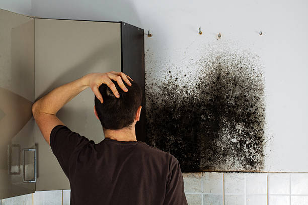 Best Mold Remediation  in Los Molinos, CA