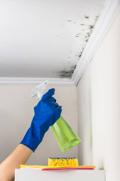 Trusted Los Molinos, CA Mold Removal Experts