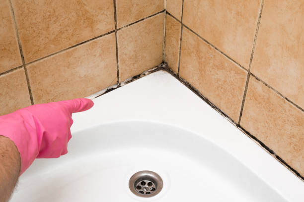 Best Black Mold Removal  in Los Molinos, CA